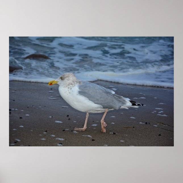 The gull poster (Front)