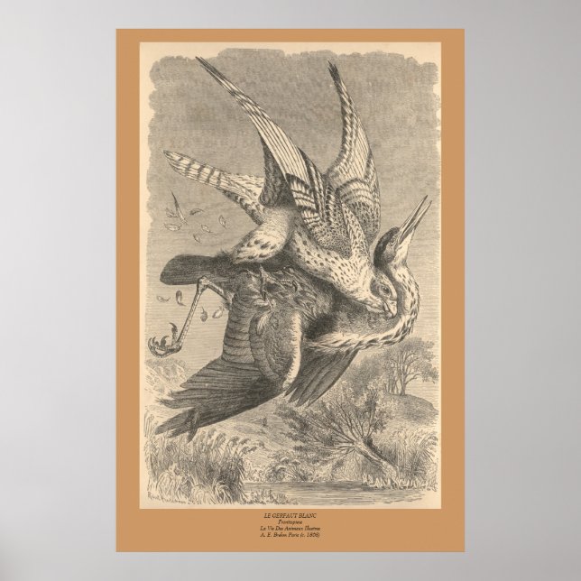 The Gyrfalcon Poster (Front)