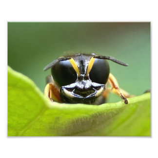 The Happy Bug Photo Print
