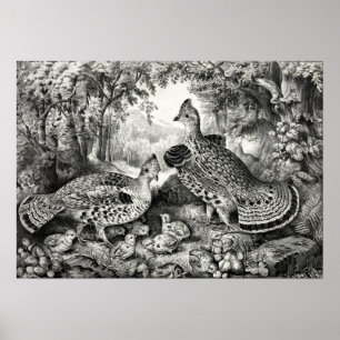 The Happy Family - Ruffed Grouse and Young - 1866 Poster