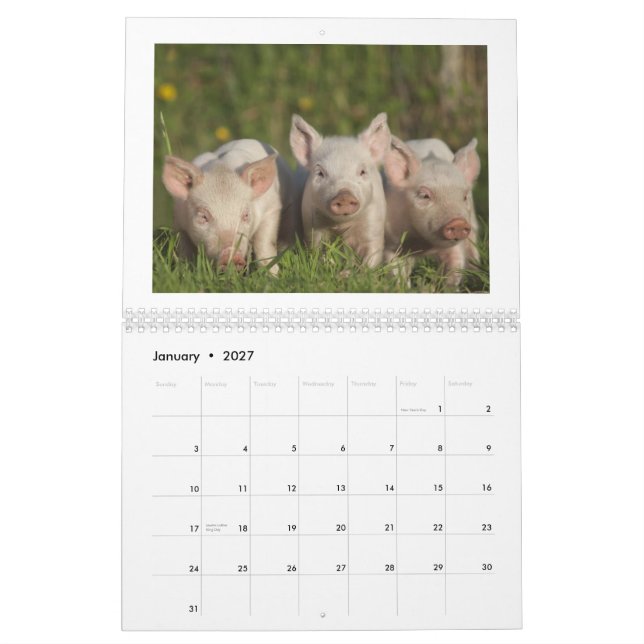 The Happy Piglets 2015 - Cute Baby Pigs Calendar (Jan 2027)