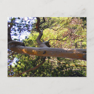 The Haunted Tree.... Postcard
