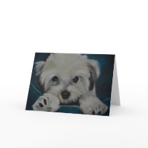 The Havanese