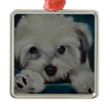 The Havanese