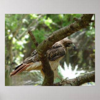 The Hawk Poster