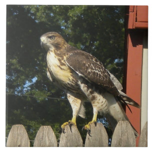The Hawk Tile Trivet