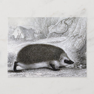 "The Hedgehog" Postcard