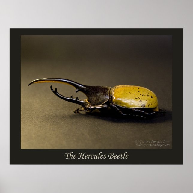 The Hercules Beetle Poster (Front)