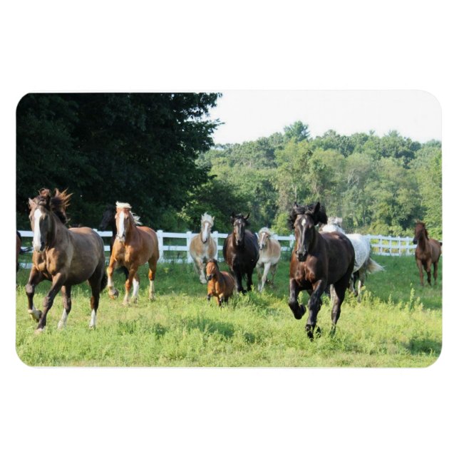 The herd and the Herdmaster Magnet (Horizontal)