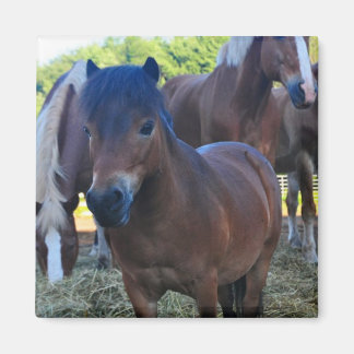 The Herdmaster Maganet Magnet