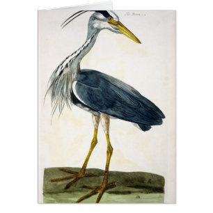 The Heron (Ardea cinerea) plate from 'The British