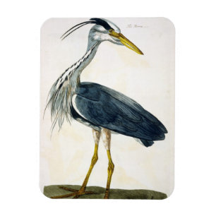 The Heron (Ardea cinerea) plate from 'The British Magnet