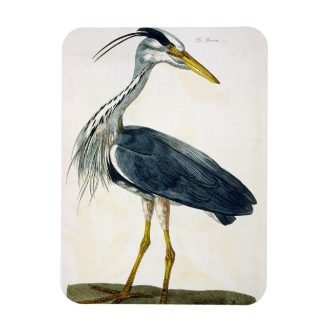 The Heron (Ardea cinerea) plate from 'The British Magnet (Vertical)