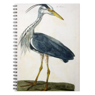 The Heron (Ardea cinerea) plate from 'The British Notebook