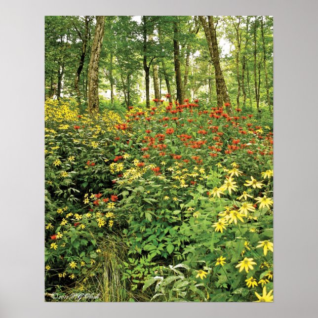 The Hills are Alive with Wildflowers Poster (Front)