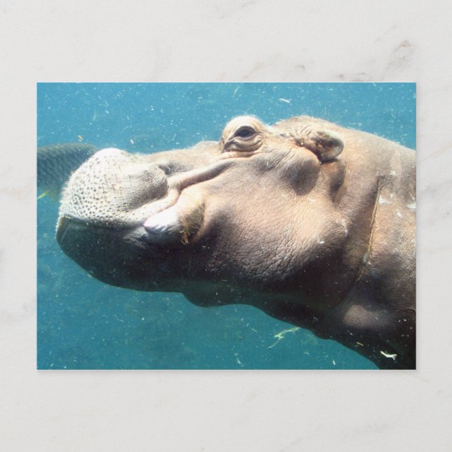 The Hippo post card (Front)