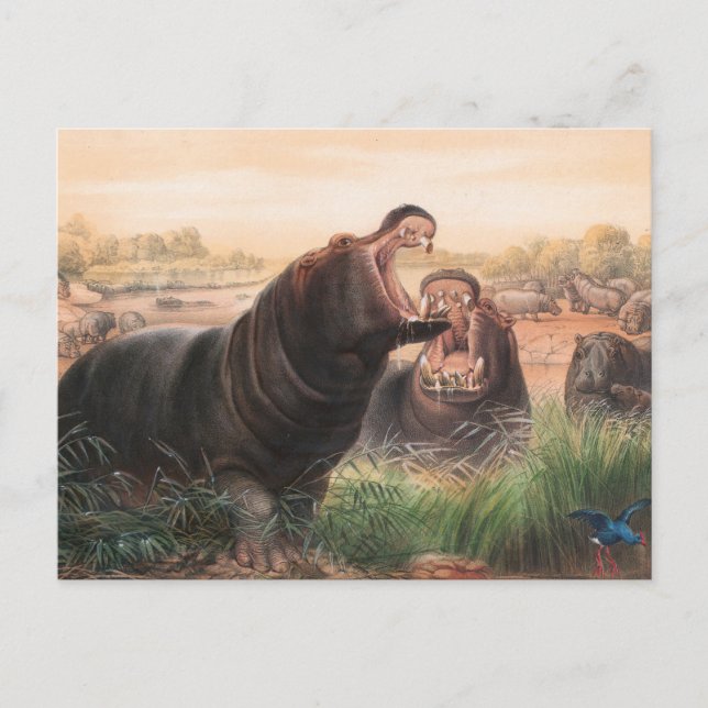 The Hippopotamus by Joseph Wolf Postcard (Front)