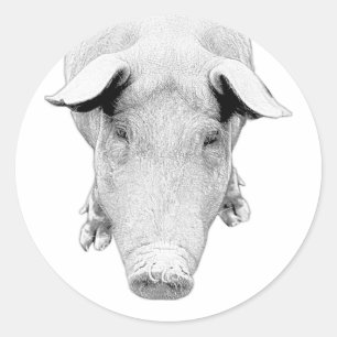 The Hog in Black and White Classic Round Sticker