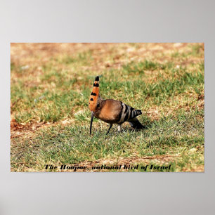 The Hoopoe, national bird of Israel, photo poster
