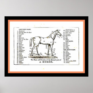 The horse diagram poster