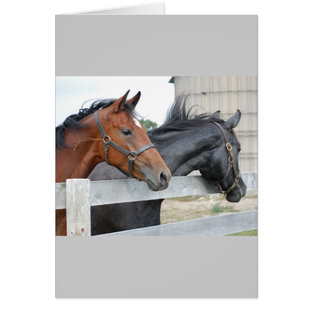 The Horse Lovers (Front)