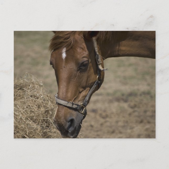 THE HORSE REFUGE POSTCARD (Front)