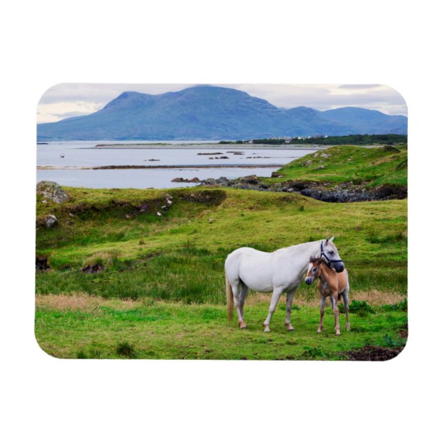 The Horses of Connemara | Galway, Ireland Magnet (Horizontal)