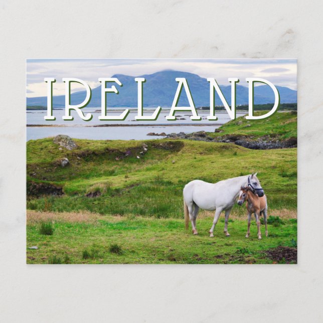 The Horses of Connemara | Galway, Ireland Postcard (Front)