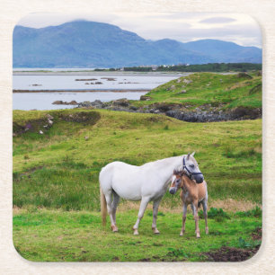 The Horses of Connemara   Galway, Ireland Square Paper Coaster