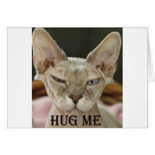 The Hug Me cat