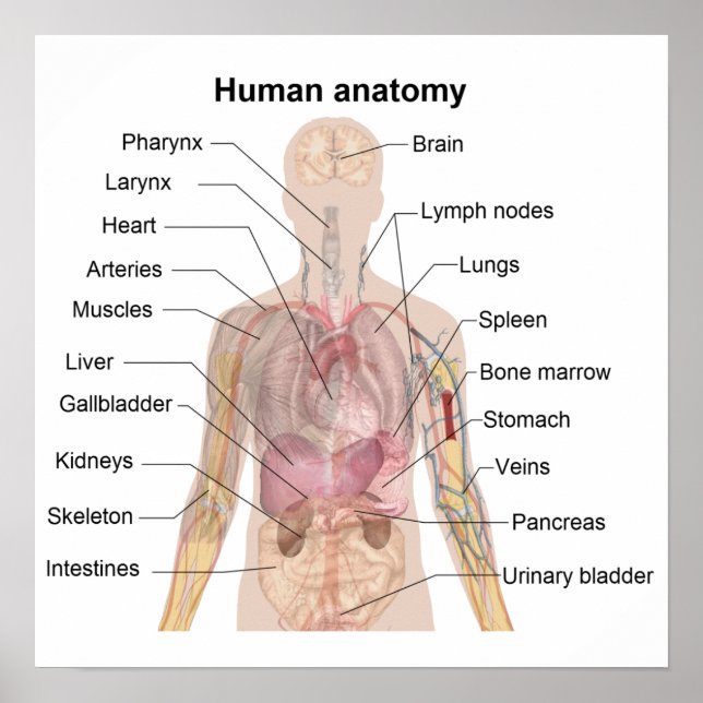 The Human Anatomy Poster (Front)