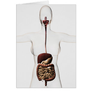 The Human Digestive System 2