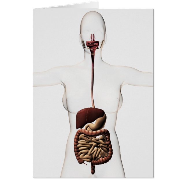 The Human Digestive System 2 (Front)