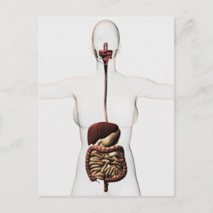 The Human Digestive System 2 Postcard