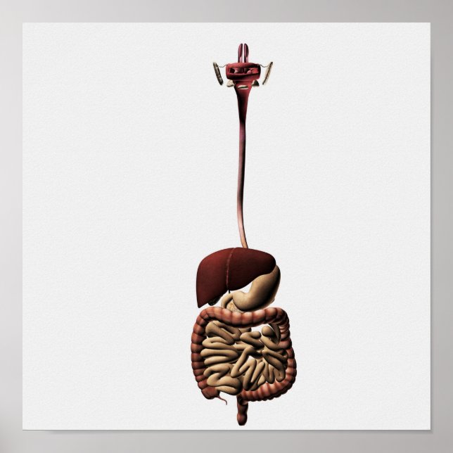 The Human Digestive System 4 Poster (Front)