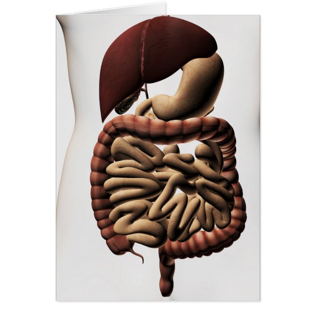 The Human Digestive System 5 (Front)