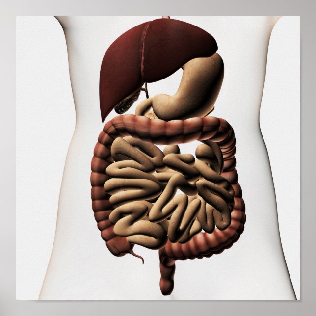 The Human Digestive System 5 Poster (Front)