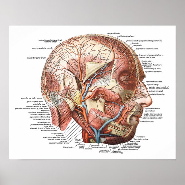 The Human Face and Head Poster (Front)