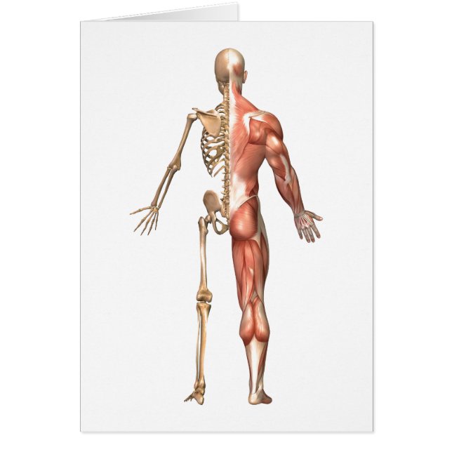 The Human Skeleton And Muscular System, Back (Front)