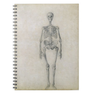 The Human Skeleton, anterior view, from the series Notebook