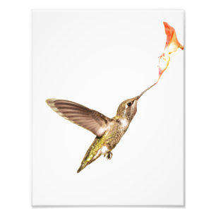 The Hummingbird and the Flower Photo Print