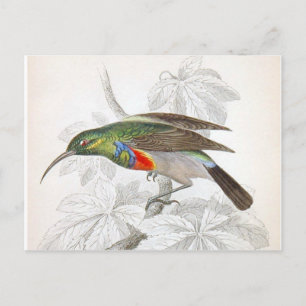 The Hummingbird Postcard