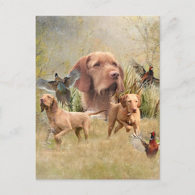 The Hungarian Wirehaired Vizsla  Postcard (Front)
