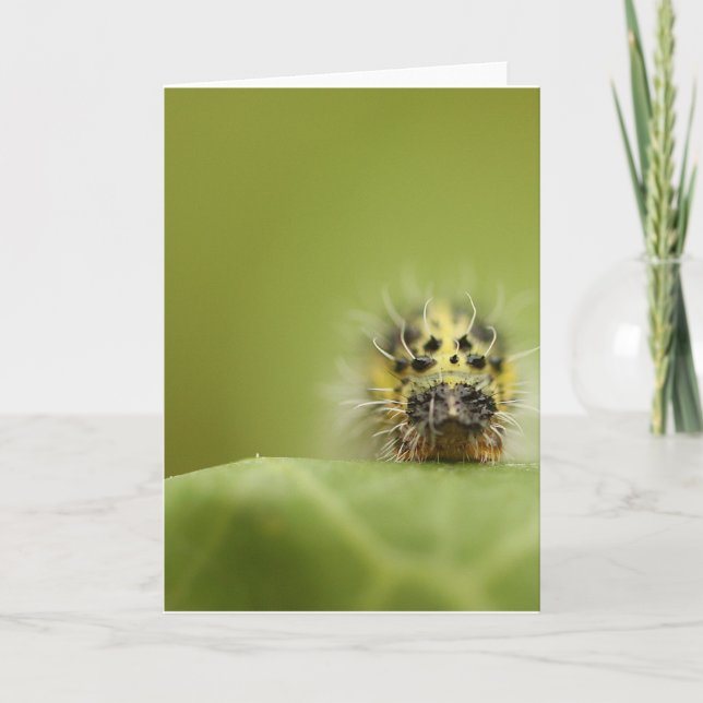 the hungry catapillar card (Front)