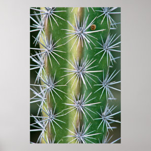 The Huntington Botanical Garden, Octopus Cactus Poster