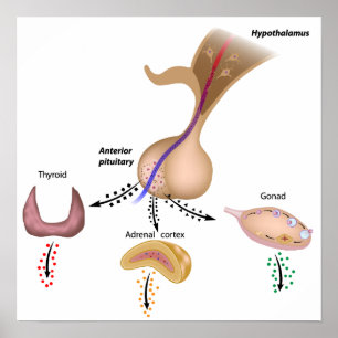 The hypothalamic pituitary axes Poster