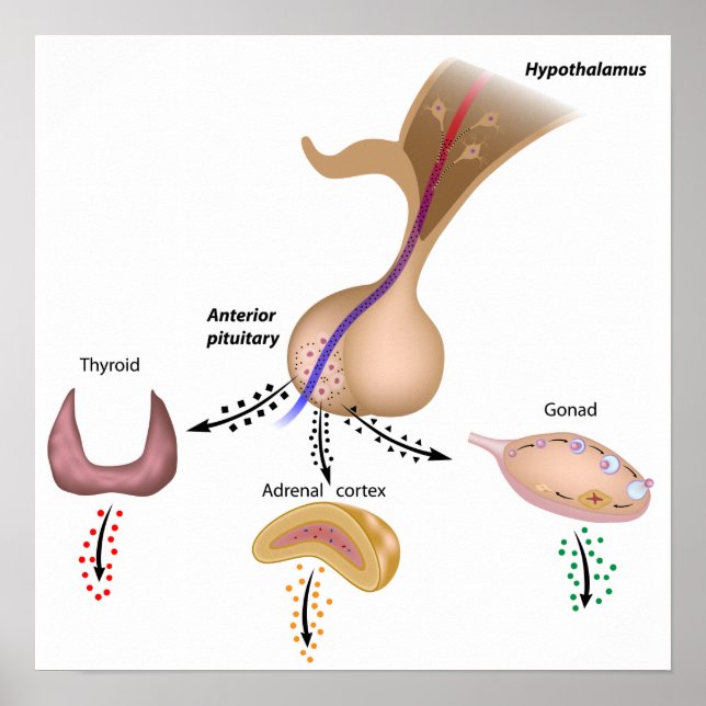 The hypothalamic pituitary axes Poster (Front)