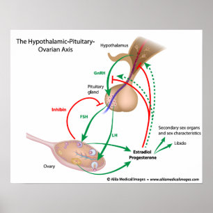 The hypothalamic pituitary ovarian axis, labelled poster