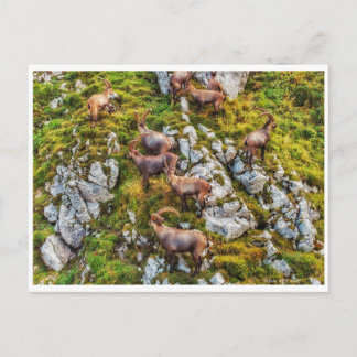The ibex herd postcard
