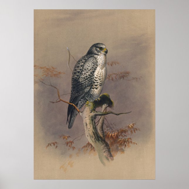 The Iceland Falcon by Joseph Wolf Poster (Front)